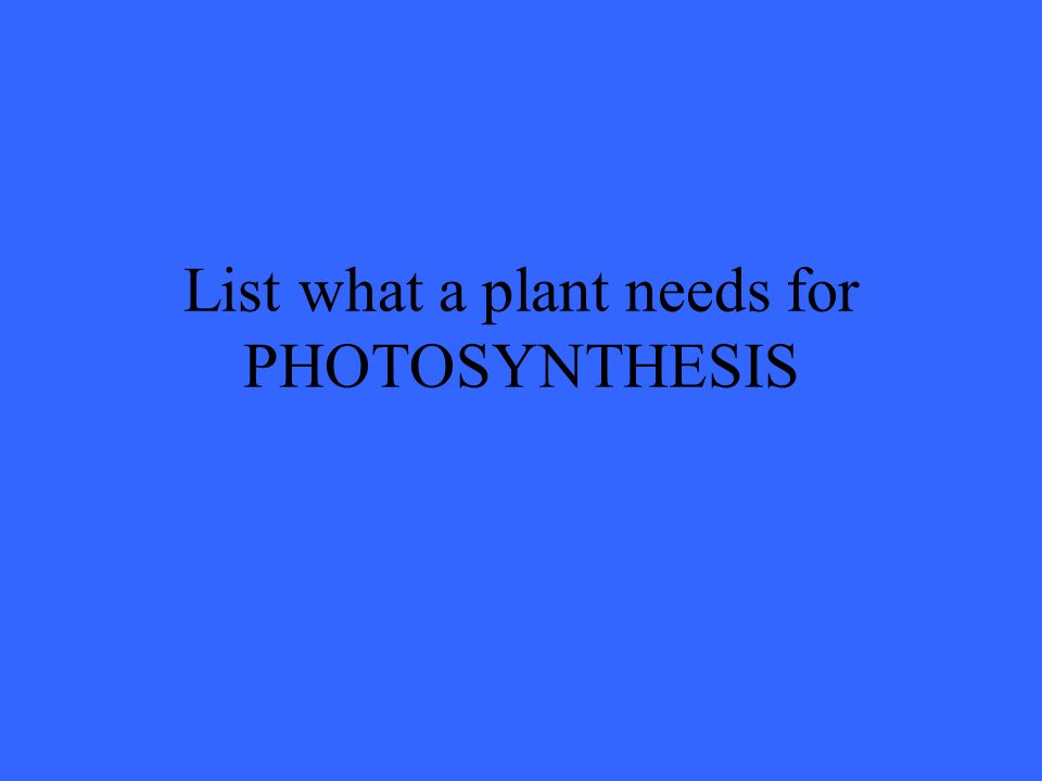 List what a plant needs for PHOTOSYNTHESIS