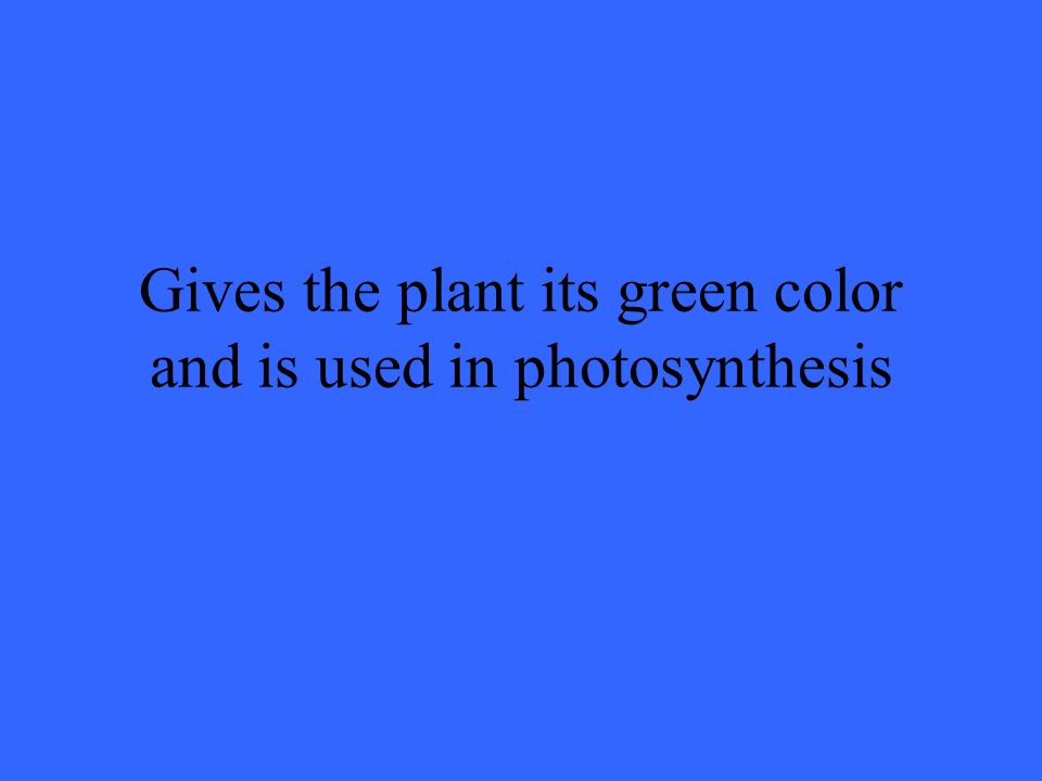 Gives the plant its green color and is used in photosynthesis