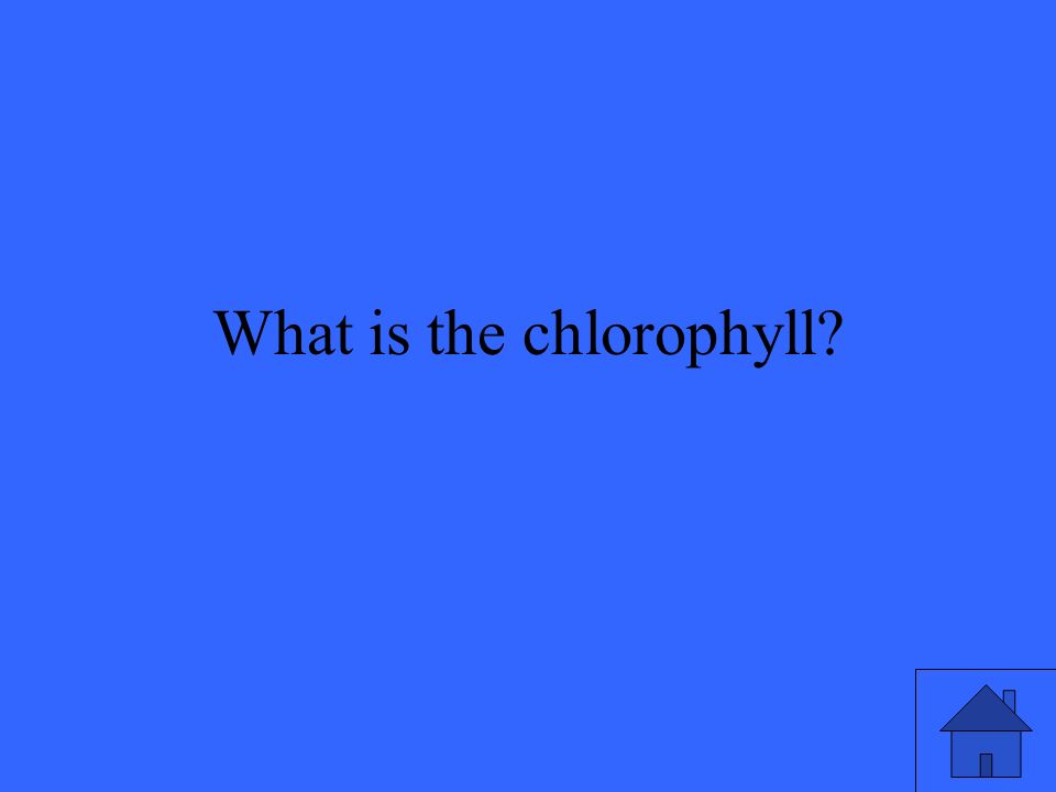 What is the chlorophyll