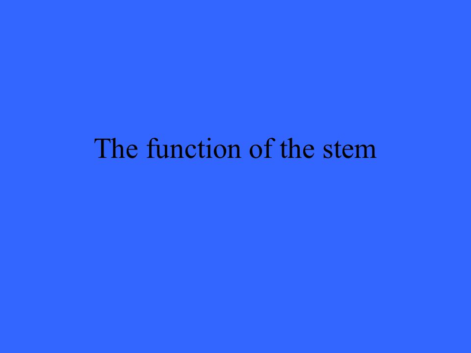 The function of the stem