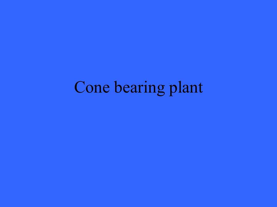 Cone bearing plant