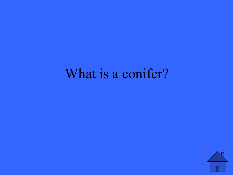 What is a conifer