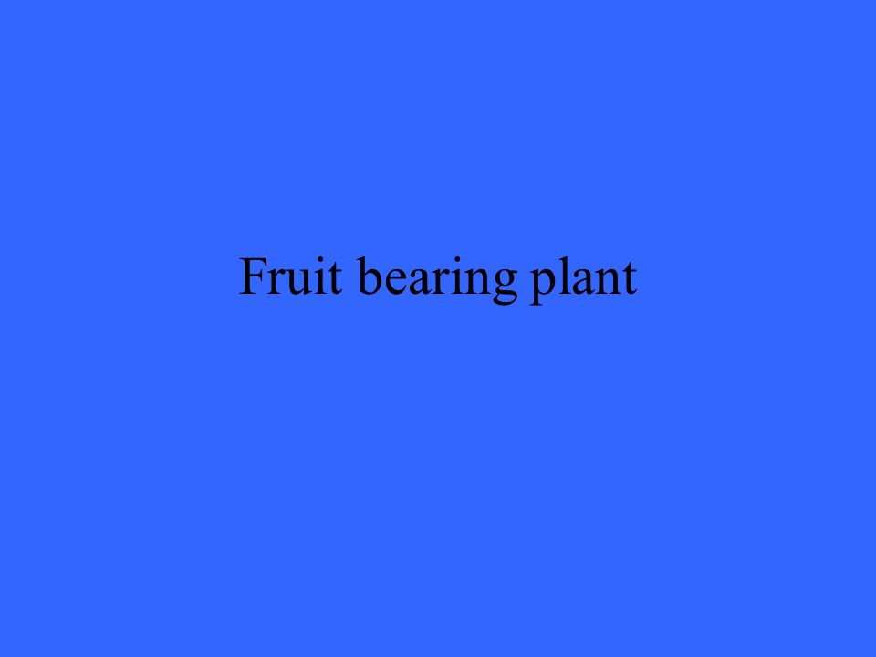 Fruit bearing plant