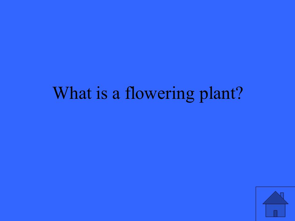 What is a flowering plant