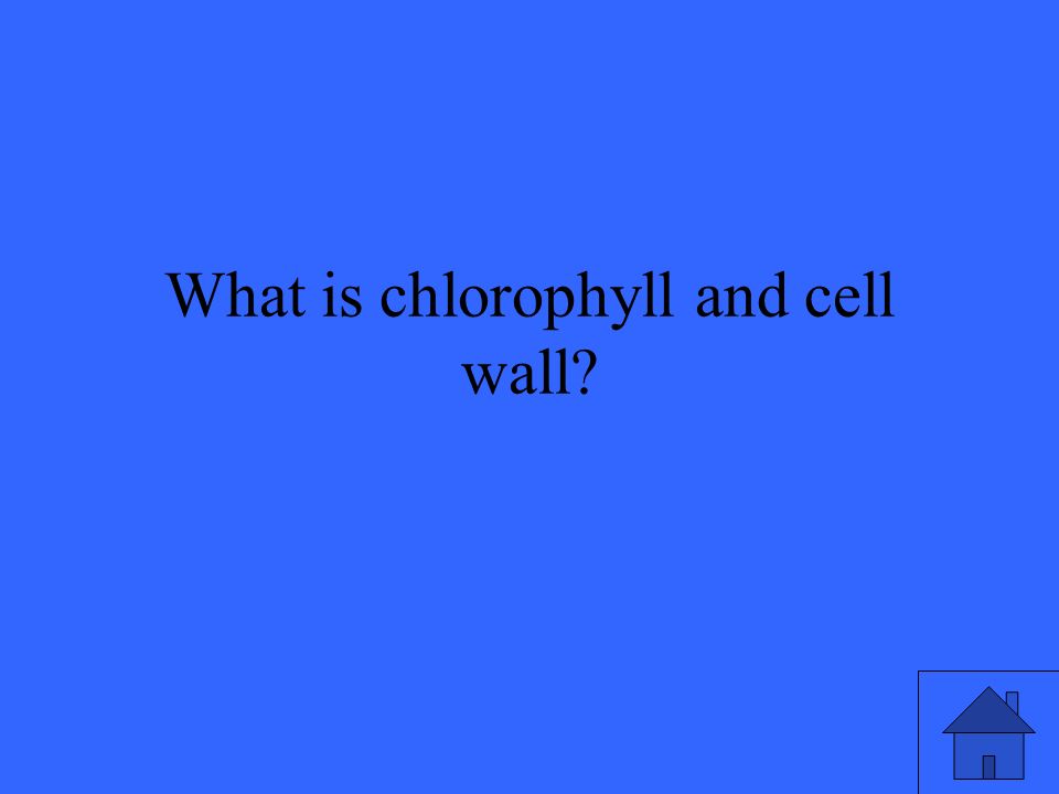 What is chlorophyll and cell wall