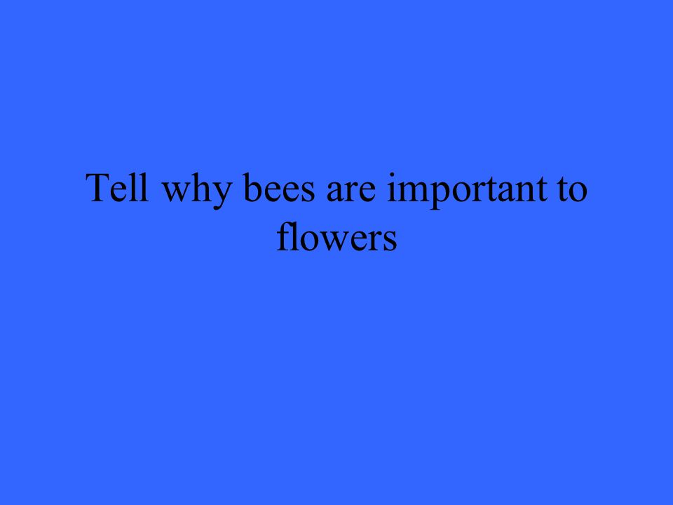 Tell why bees are important to flowers