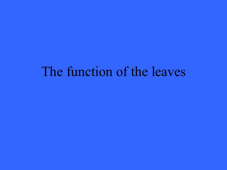 The function of the leaves