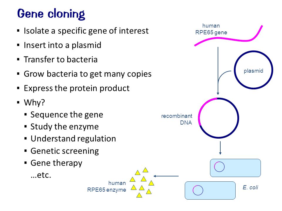  Isolate a specific gene of interest  Insert into a plasmid  Transfer to bacteria  Grow bacteria to get many copies  Express the protein product  Why.