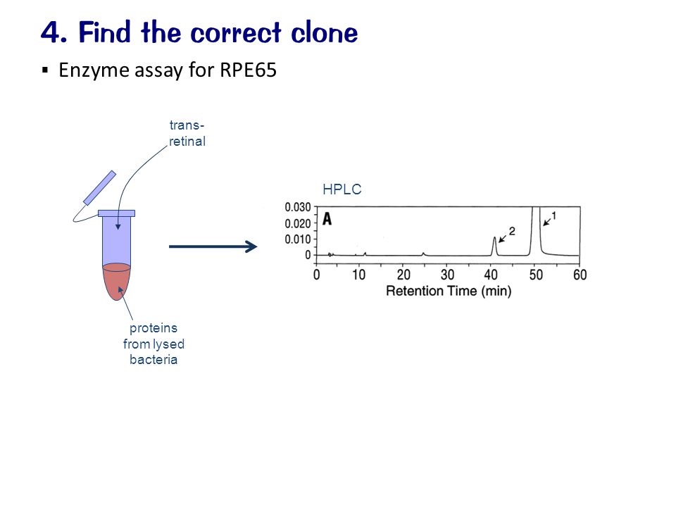  Enzyme assay for RPE65 4. Find the correct clone proteins from lysed bacteria trans- retinal HPLC