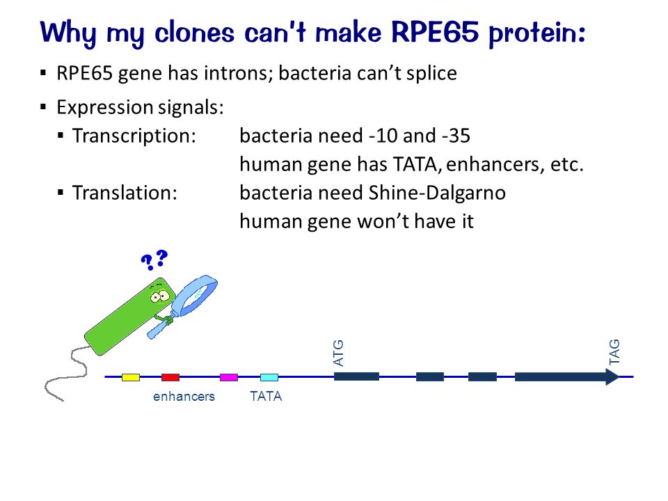 Why my clones can’t make RPE65 protein:  RPE65 gene has introns; bacteria can’t splice  Expression signals:  Transcription:bacteria need -10 and -35 human gene has TATA, enhancers, etc.