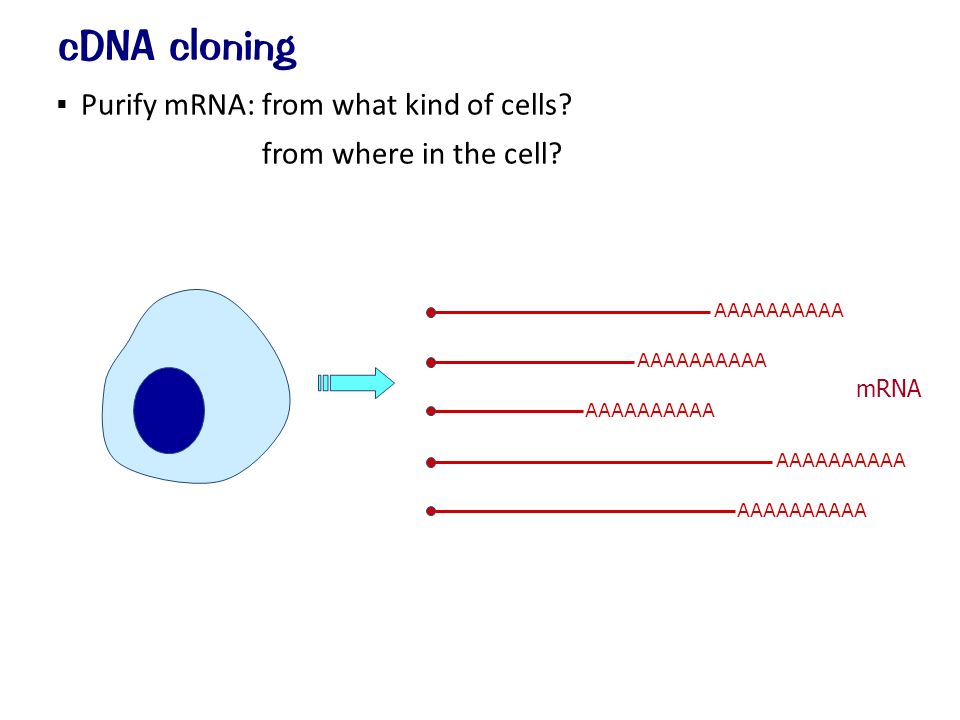  Purify mRNA: from what kind of cells from where in the cell cDNA cloning AAAAAAAAAA mRNA