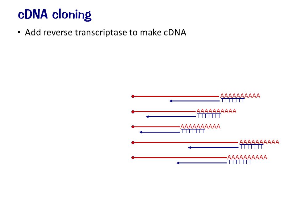  Add reverse transcriptase to make cDNA cDNA cloning AAAAAAAAAA TTTTTTT
