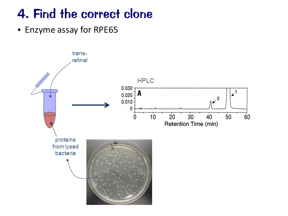  Enzyme assay for RPE65 4. Find the correct clone proteins from lysed bacteria trans- retinal HPLC