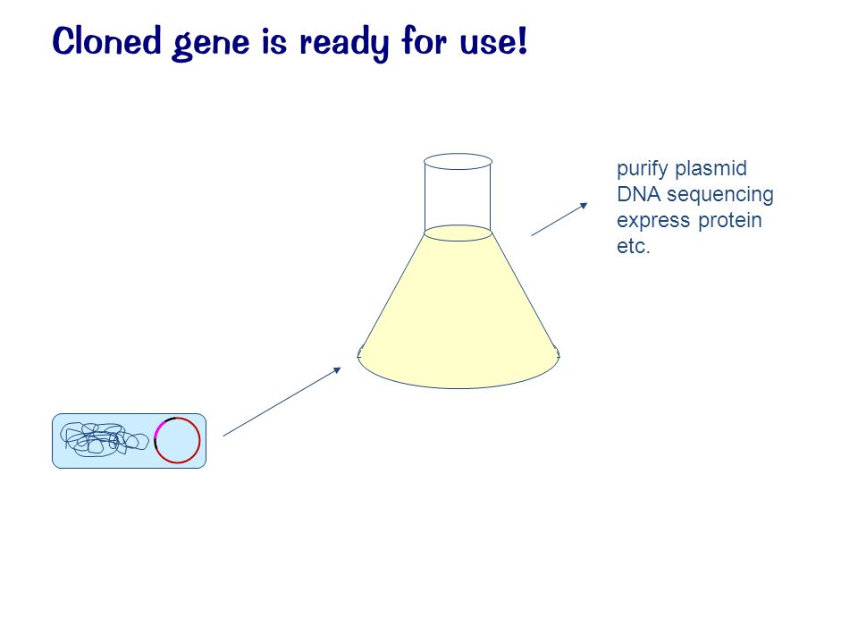 Cloned gene is ready for use! purify plasmid DNA sequencing express protein etc.