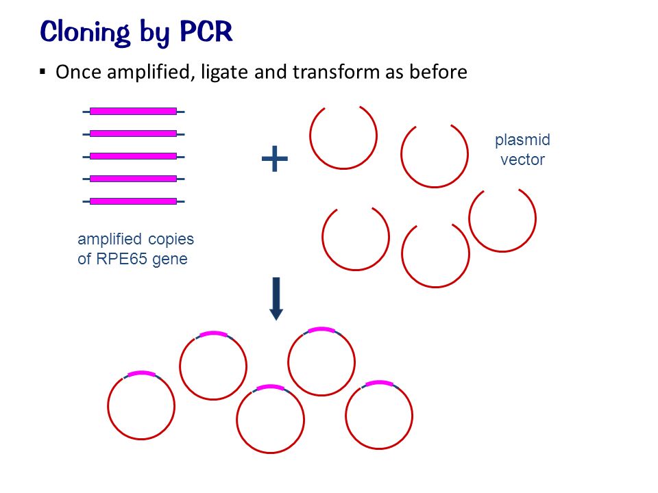  Once amplified, ligate and transform as before + amplified copies of RPE65 gene plasmid vector