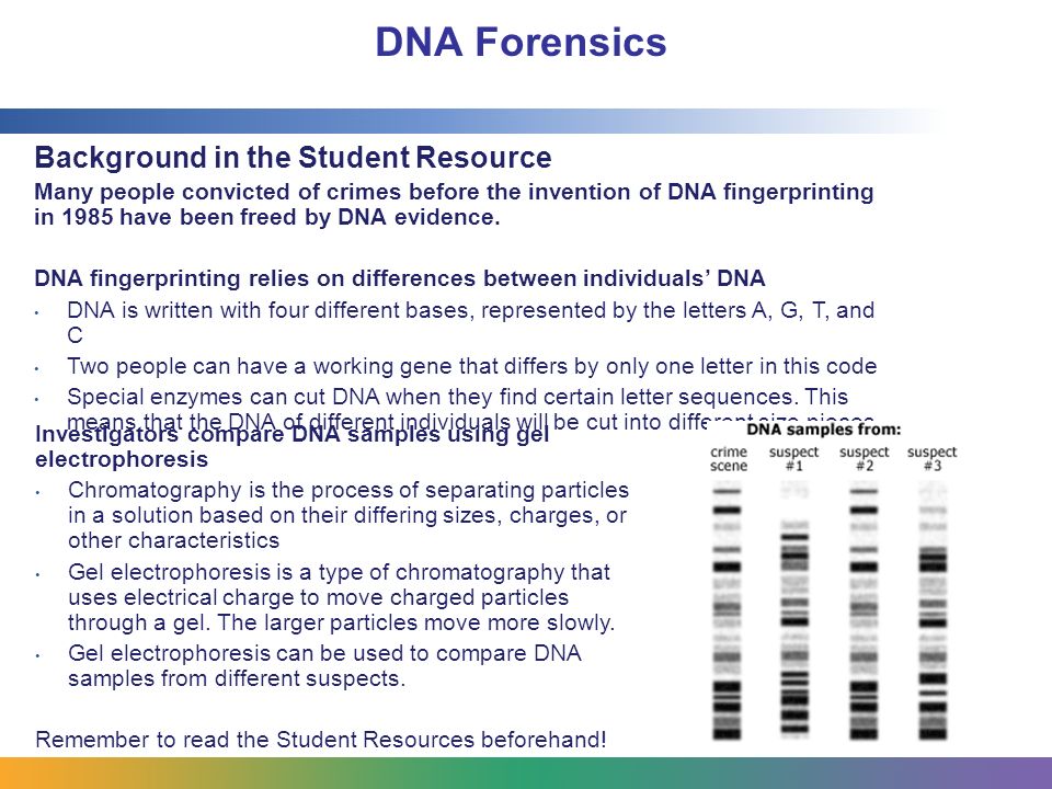 Dna Homework Answers E Bio Worksheet Dna Fingerprinting Answer Key Worksheets Intrepidpath