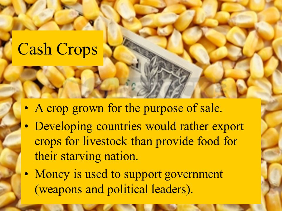 Cash Crops A crop grown for the purpose of sale.
