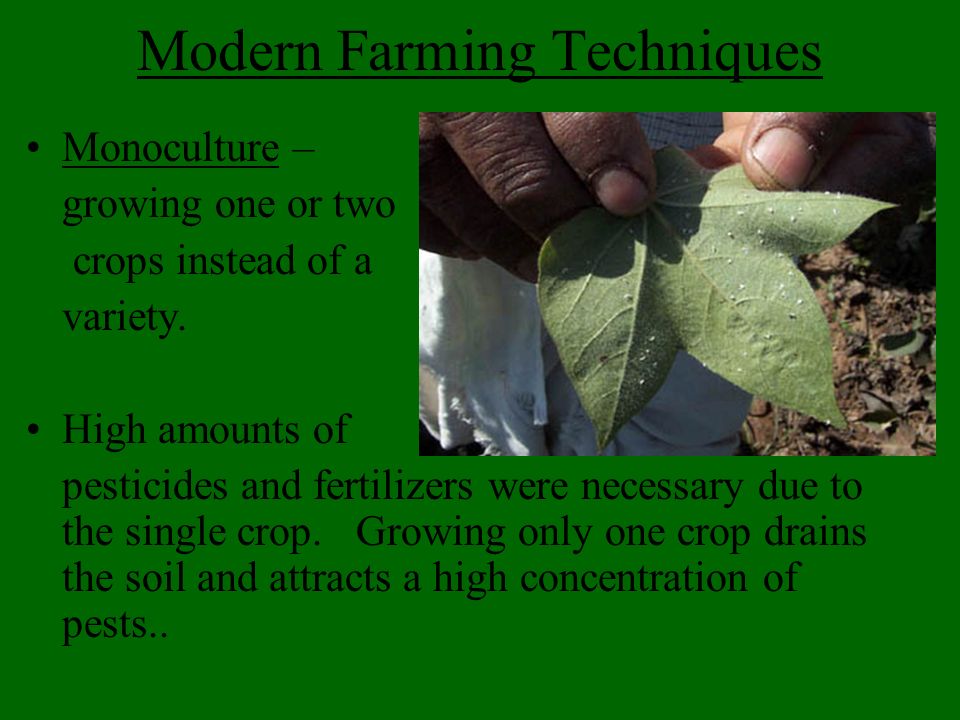 Modern Farming Techniques Monoculture – growing one or two crops instead of a variety.