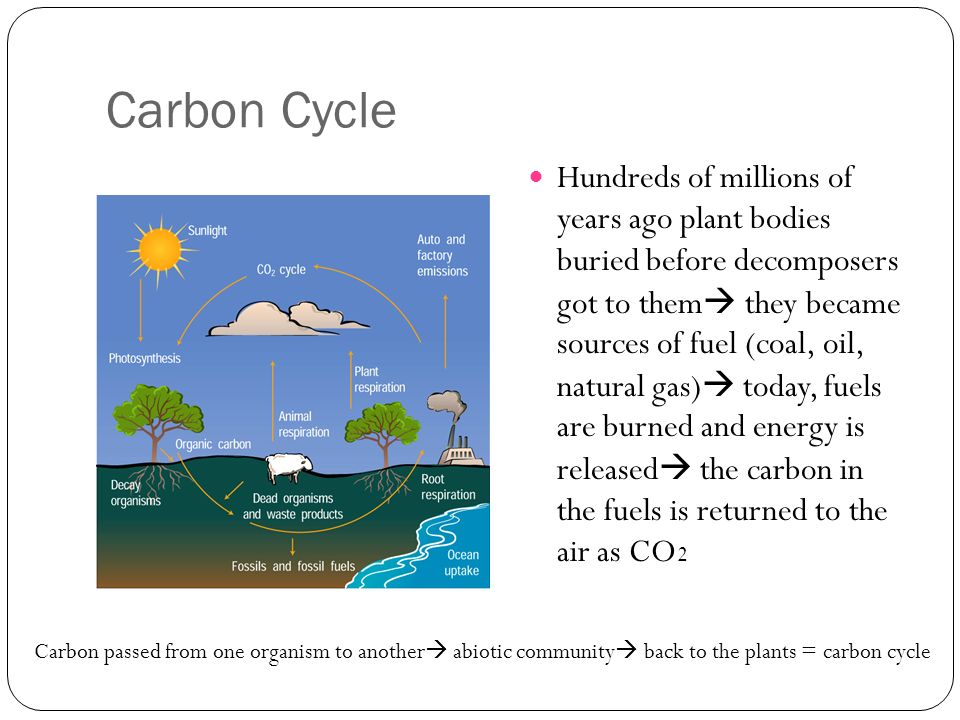 Carbon Cycle Hundreds of millions of years ago plant bodies buried before decomposers got to them  they became sources of fuel (coal, oil, natural gas)  today, fuels are burned and energy is released  the carbon in the fuels is returned to the air as CO 2 Carbon passed from one organism to another  abiotic community  back to the plants = carbon cycle