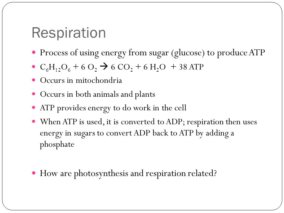 Respiration Process of using energy from sugar (glucose) to produce ATP C 6 H 12 O O 2  6 CO H 2 O + 38 ATP Occurs in mitochondria Occurs in both animals and plants ATP provides energy to do work in the cell When ATP is used, it is converted to ADP; respiration then uses energy in sugars to convert ADP back to ATP by adding a phosphate How are photosynthesis and respiration related