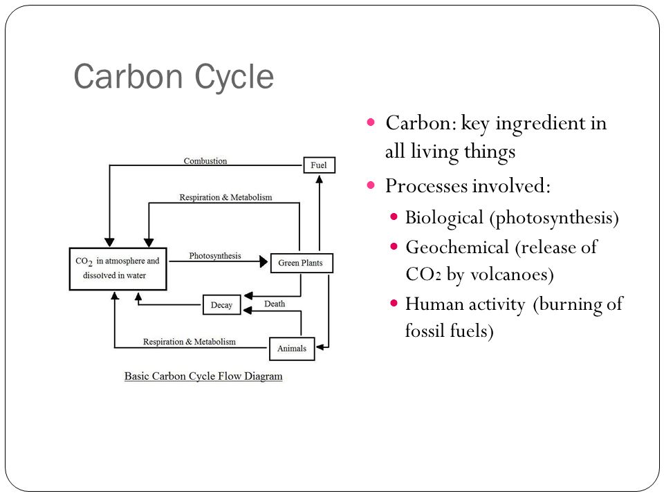 Carbon Cycle Carbon: key ingredient in all living things Processes involved: Biological (photosynthesis) Geochemical (release of CO 2 by volcanoes) Human activity (burning of fossil fuels)