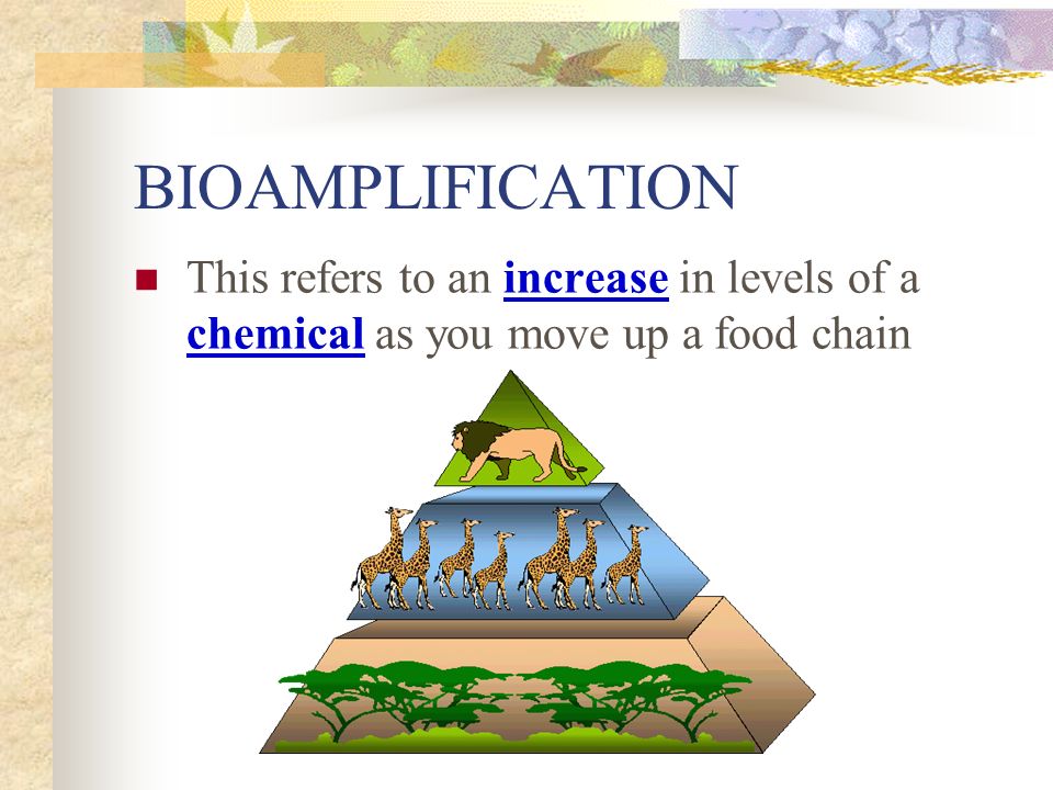 BIOAMPLIFICATION This refers to an increase in levels of a chemical as you move up a food chain