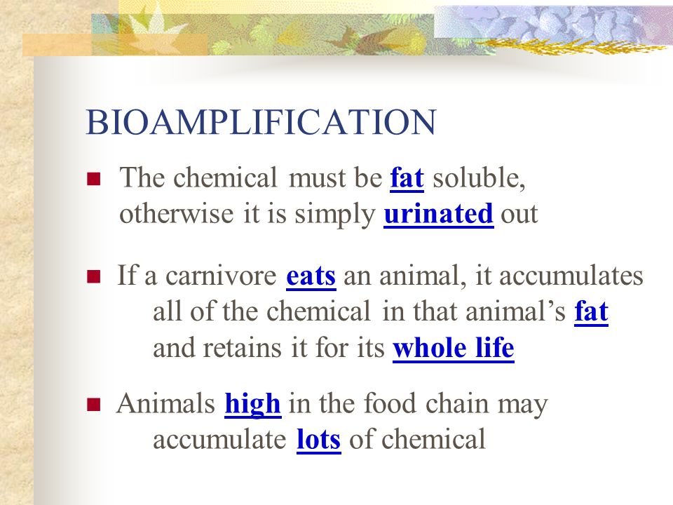 BIOAMPLIFICATION The chemical must be fat soluble, otherwise it is simply urinated out If a carnivore eats an animal, it accumulates all of the chemical in that animal’s fat and retains it for its whole life Animals high in the food chain may accumulate lots of chemical