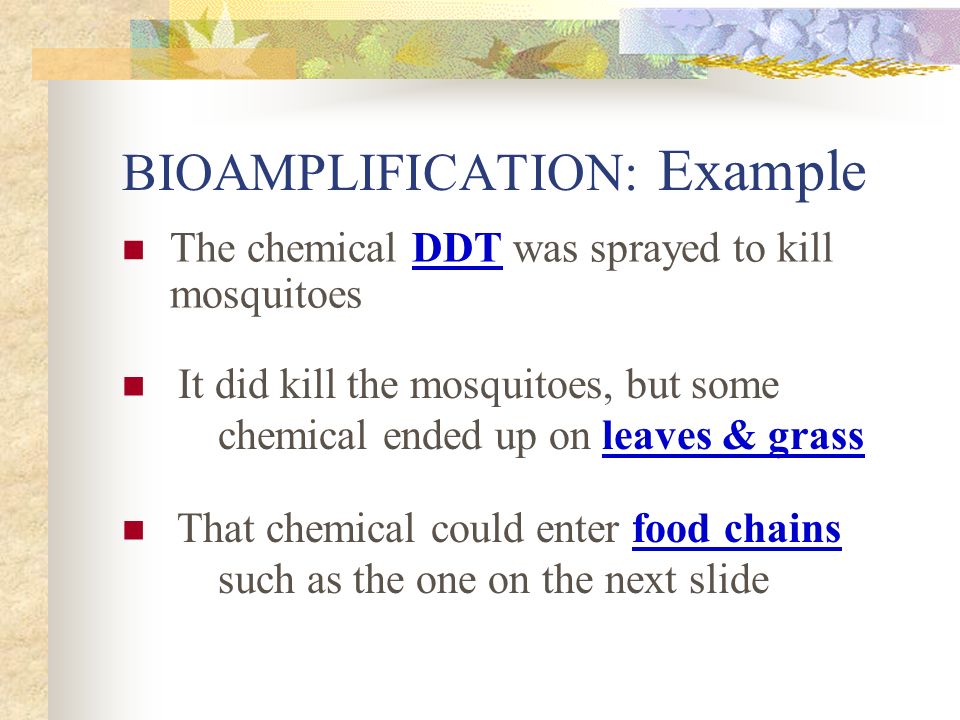 BIOAMPLIFICATION: Example The chemical DDT was sprayed to kill mosquitoes It did kill the mosquitoes, but some chemical ended up on leaves & grass That chemical could enter food chains such as the one on the next slide