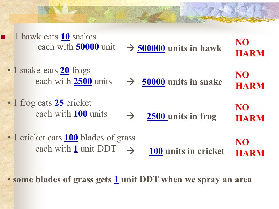 1 hawk eats 10 snakes each with unit 1 snake eats 20 frogs each with 2500 units 1 frog eats 25 cricket each with 100 units 1 cricket eats 100 blades of grass each with 1 unit DDT some blades of grass gets 1 unit DDT when we spray an area NO HARM  units in hawk  units in snake  2500 units in frog  100 units in cricket