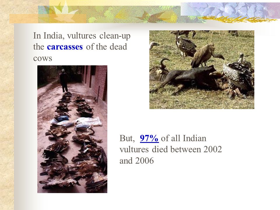In India, vultures clean-up the carcasses of the dead cows But, 97% of all Indian vultures died between 2002 and 2006