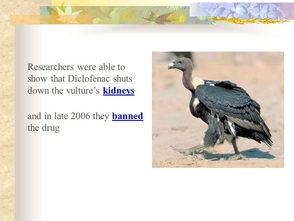 Researchers were able to show that Diclofenac shuts down the vulture’s kidneys and in late 2006 they banned the drug