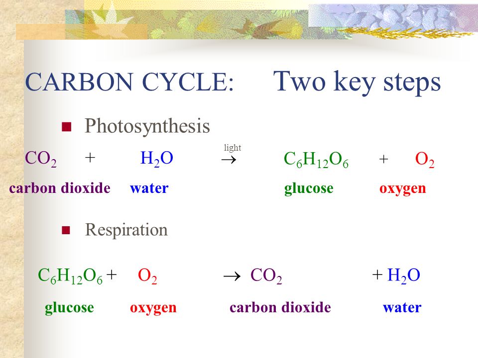 CARBON CYCLE: Two key steps Photosynthesis CO 2 + light Respiration C 6 H 12 O 6 + O 2  CO 2 + H 2 O carbon dioxide water glucose oxygen glucose oxygen carbon dioxide water H 2 O  C 6 H 12 O 6 + O2O2