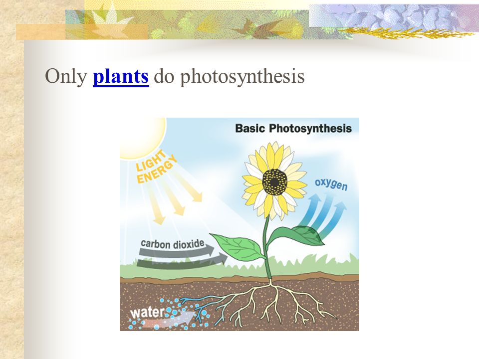 Only plants do photosynthesis