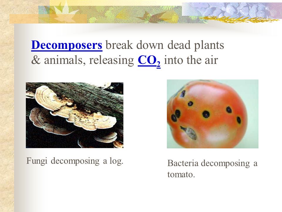 Decomposers break down dead plants & animals, releasing CO 2 into the air Fungi decomposing a log.