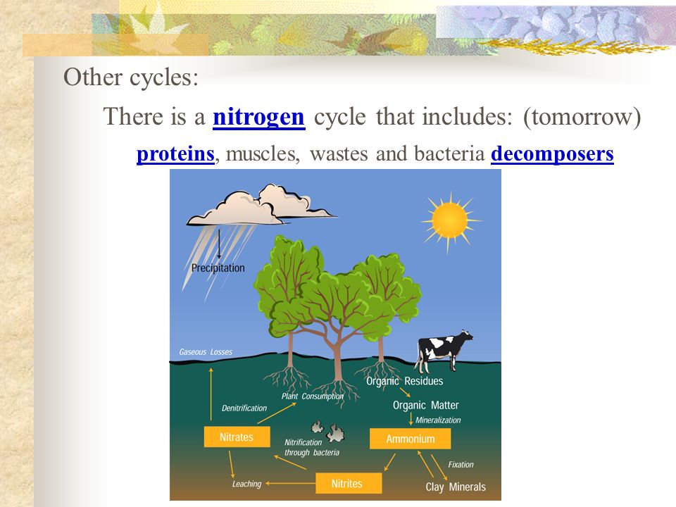 Other cycles: There is a nitrogen cycle that includes: (tomorrow) proteins, muscles, wastes and bacteria decomposers