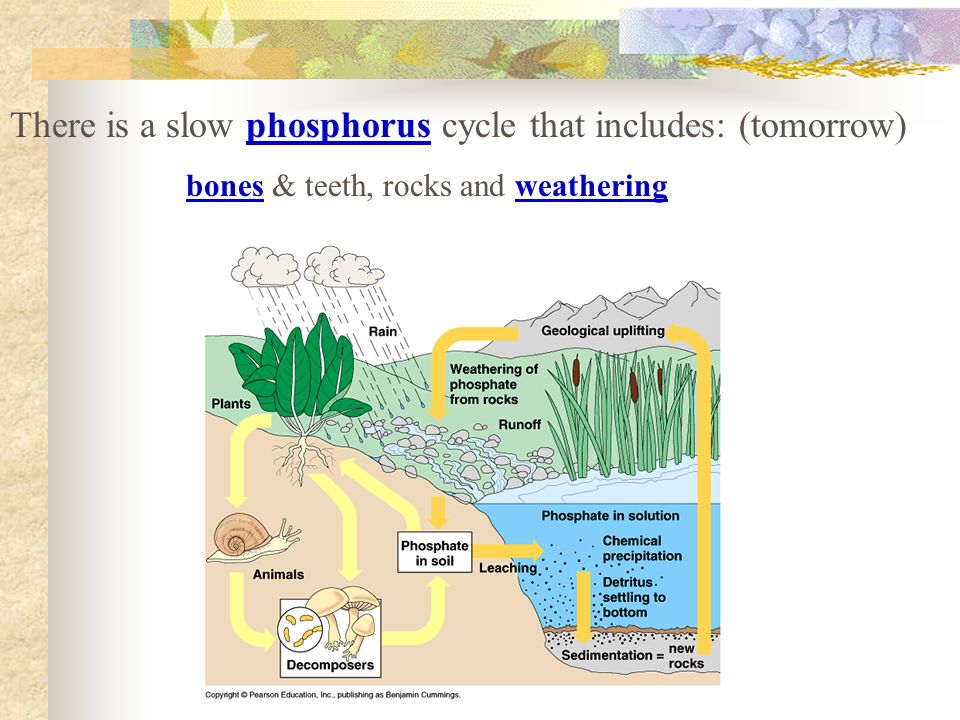 bones & teeth, rocks and weathering There is a slow phosphorus cycle that includes: (tomorrow)