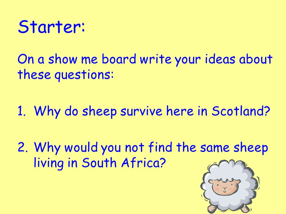 Starter: On a show me board write your ideas about these questions: 1.Why do sheep survive here in Scotland.