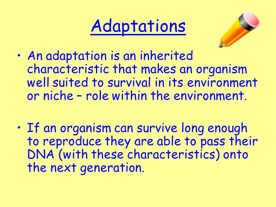 Adaptations An adaptation is an inherited characteristic that makes an organism well suited to survival in its environment or niche – role within the environment.