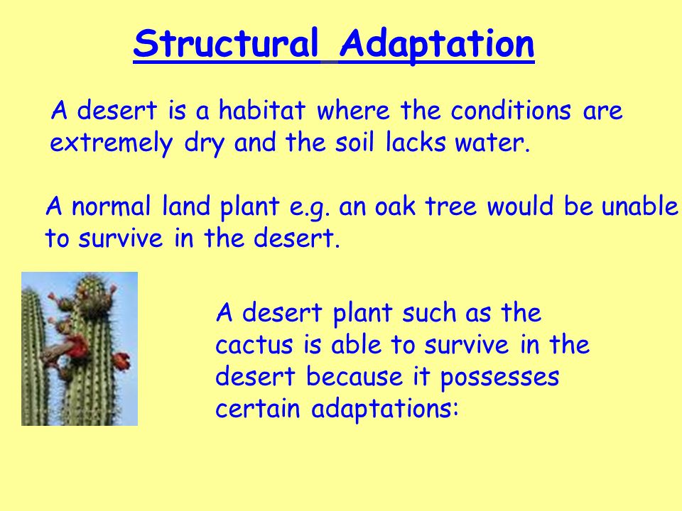 Structural Adaptation A desert is a habitat where the conditions are extremely dry and the soil lacks water.