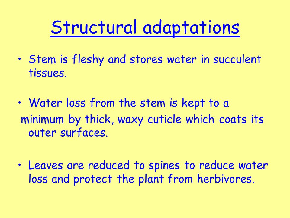 Structural adaptations Stem is fleshy and stores water in succulent tissues.