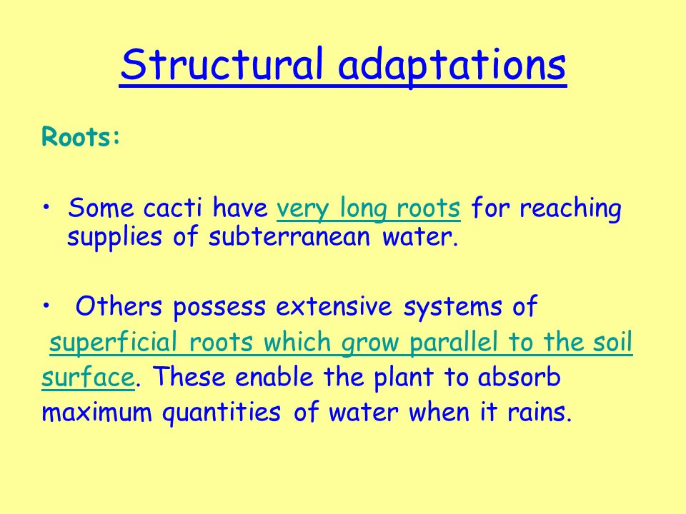 Structural adaptations Roots: Some cacti have very long roots for reaching supplies of subterranean water.