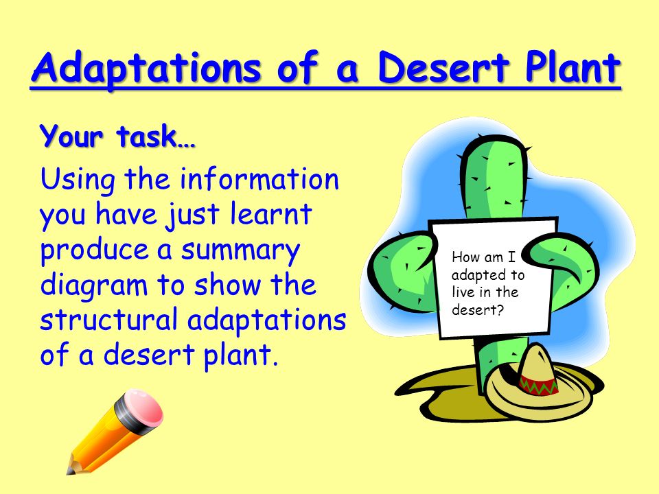 Adaptations of a Desert Plant Your task… Using the information you have just learnt produce a summary diagram to show the structural adaptations of a desert plant.
