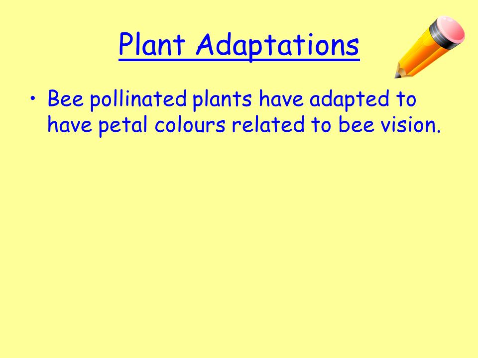 Plant Adaptations Bee pollinated plants have adapted to have petal colours related to bee vision.