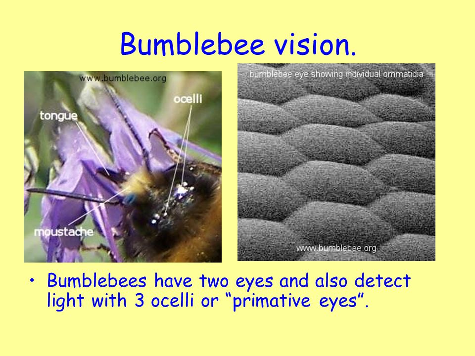 Bumblebee vision. Bumblebees have two eyes and also detect light with 3 ocelli or primative eyes .