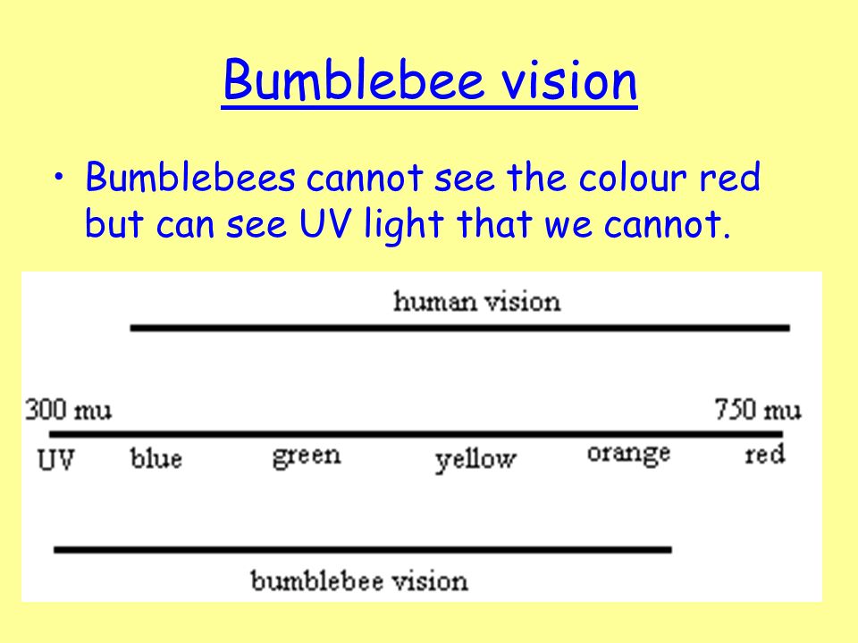 Bumblebee vision Bumblebees cannot see the colour red but can see UV light that we cannot.