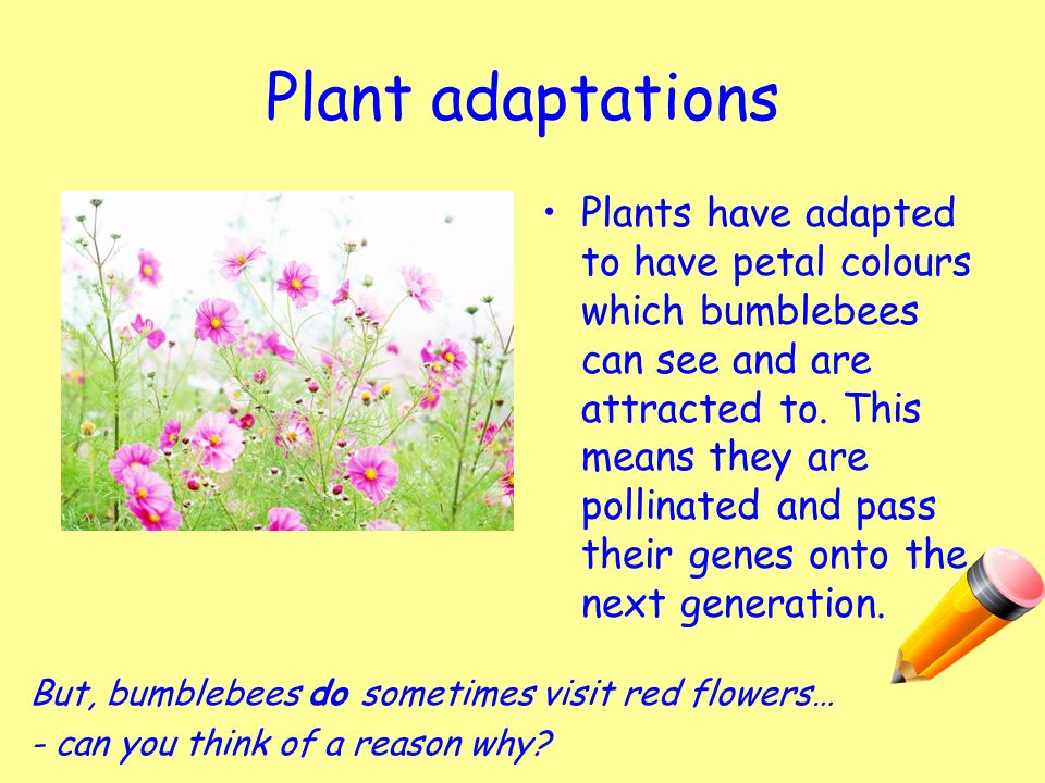 Plant adaptations Plants have adapted to have petal colours which bumblebees can see and are attracted to.