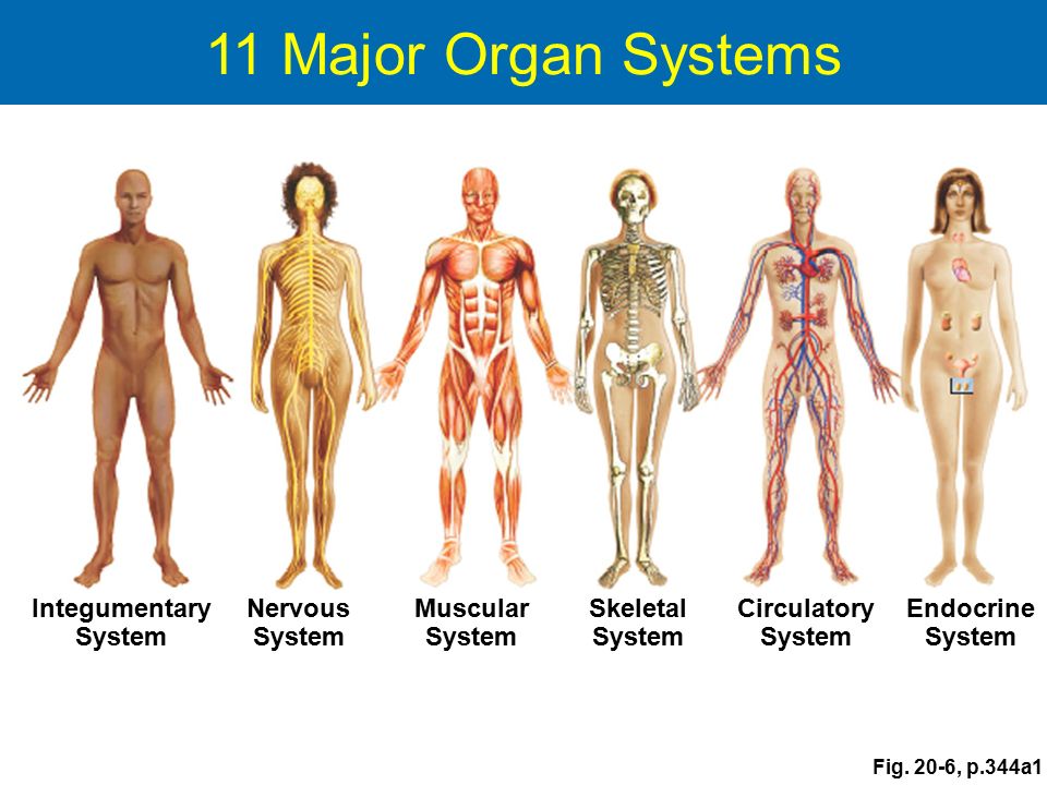 Human sex organs pdf