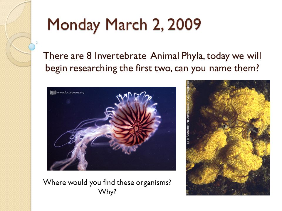 Monday March 2, 2009 There are 8 Invertebrate Animal Phyla, today we will begin researching the first two, can you name them.