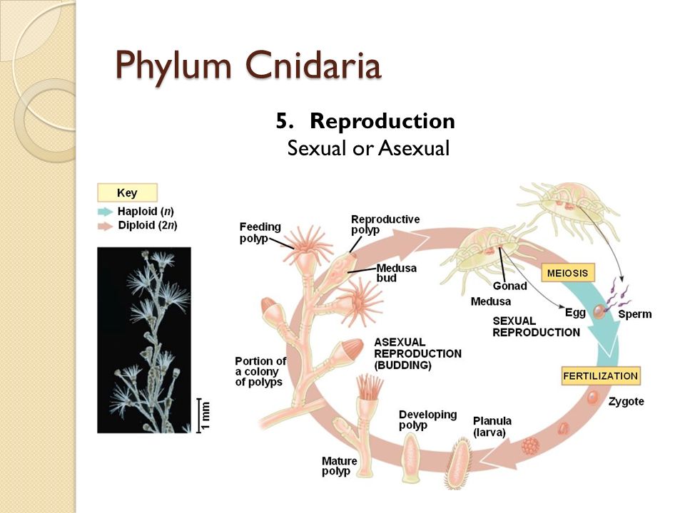 Phylum Cnidaria 5.Reproduction Sexual or Asexual