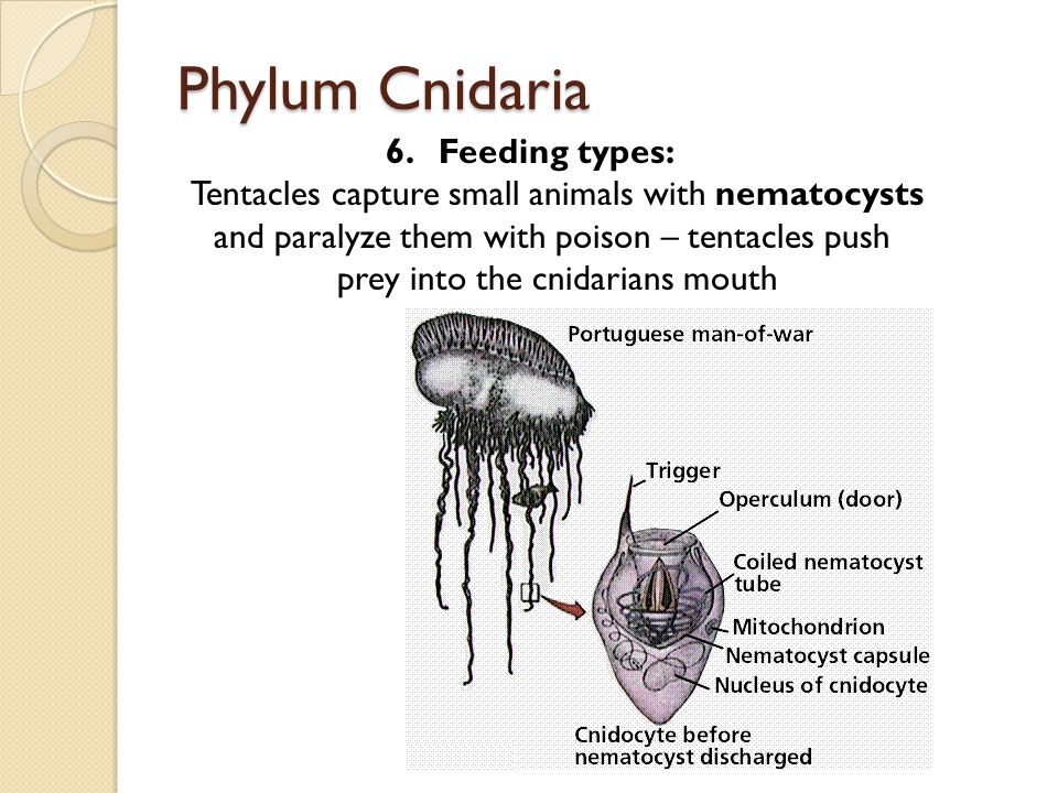 Phylum Cnidaria 6.Feeding types: Tentacles capture small animals with nematocysts and paralyze them with poison – tentacles push prey into the cnidarians mouth